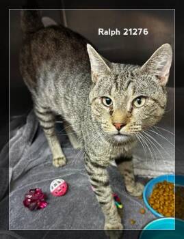 RALPH -  Domestic Short Hair Cat for Adoption in Marietta, Georgia - RALPH | PetCurious