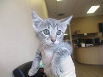 Domestic Short Hair Cats Available for Adoption in Ocala, Florida - A382352 | PetCurious