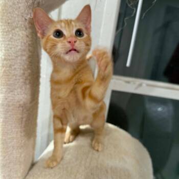 Garfield -  American Shorthair Cat for Adoption in Newcastle, Oklahoma - Garfield | PetCurious