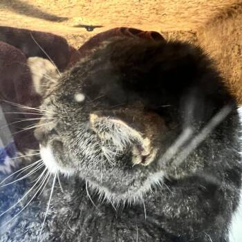 Sherman -  Domestic Short Hair Cat for Adoption in Harrisonburg, Virginia - Sherman | PetCurious