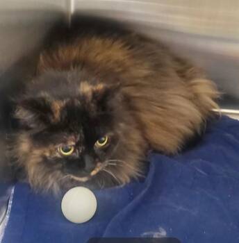 PEPPER -  Domestic Medium Hair Cat for Adoption in St. Louis, Missouri - PEPPER | PetCurious