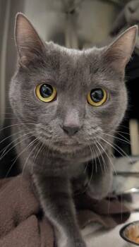 Pepper -  Domestic Short Hair Cat for Adoption in Coquitlam, British Columbia - Pepper | PetCurious