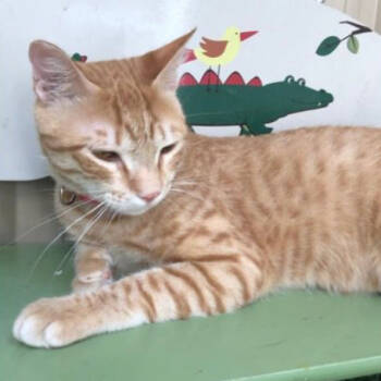 Rescue Domestic Short Hair Cats for Adoption in Merrifield, Virginia - Rocky Kuwait | PetCurious