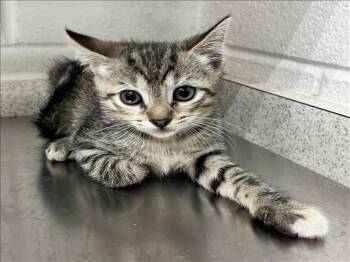 Domestic Short Hair Cats Available for Adoption in Grovetown, Georgia - A121309 | PetCurious