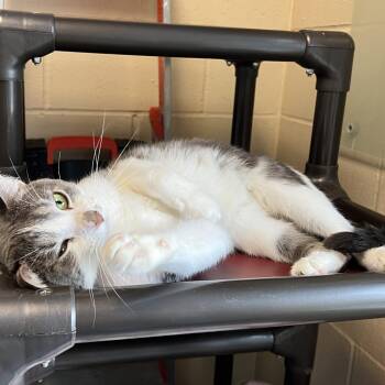 Timmy -  Domestic Short Hair Cat for Adoption in Columbia, Illinois - Timmy | PetCurious