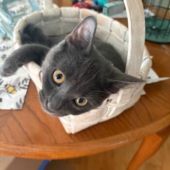 Smokey -  Domestic Medium Hair Cat for Adoption in St. Louis, Missouri - Smokey | PetCurious