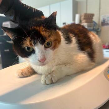 Domestic Short Hair Cats Available for Adoption in Huntington, West Virginia - Odette | PetCurious