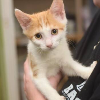 Susan Norton -  Domestic Short Hair Cat for Adoption in Belleville, Illinois - Susan Norton | PetCurious