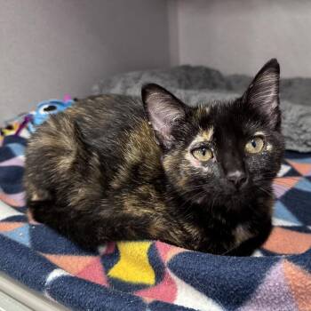 Sophie -  Domestic Short Hair Cat for Adoption in Mount Vernon, Indiana - Sophie | PetCurious