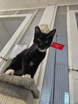 Jessie -  Domestic Short Hair Cat for Adoption in Ontario, California - Jessie | PetCurious