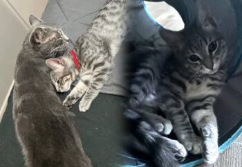 Rescue Domestic Short Hair Cats for Adoption in San Jose, California - Shiva Red Aka Viper - BOND PAIR | PetCurious