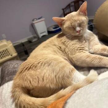 Daisy -  Domestic Short Hair Cat for Adoption in Madison, Wisconsin - Daisy | PetCurious