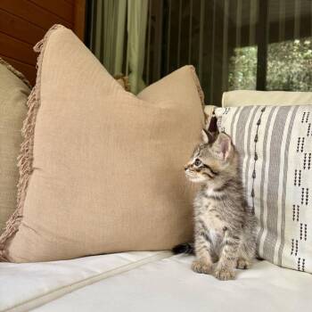 Krill 26 -  Domestic Short Hair Cat for Adoption in Austin, Texas - Krill 26 | PetCurious