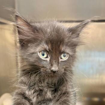 Happy -  Domestic Short Hair Cat for Adoption in Winston-salem, North Carolina - Happy | PetCurious