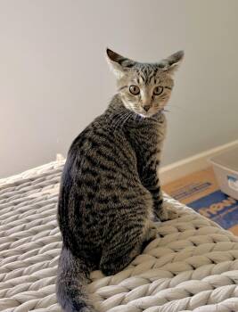 Quatro -  Domestic Short Hair Cat for Adoption in Walled Lake, Michigan - Quatro | PetCurious