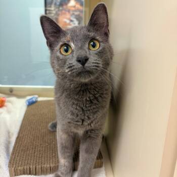 Domestic Short Hair Cats Available for Adoption in Naperville, Illinois - Cirrus | PetCurious