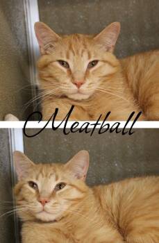 Domestic Short Hair Cats Available for Adoption in Pierceton, Indiana - Meatball | PetCurious