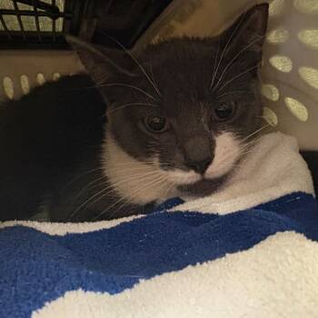 Domestic Short Hair Cats Available for Adoption - Bobby | PetCurious