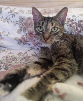 American Shorthair Cats Available for Adoption in Homestead, Florida - Bella Gato Aka Queen Of Sass | PetCurious