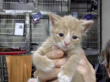 A186496 -  Domestic Short Hair Cat for Adoption in Pasadena, Texas - A186496 | PetCurious