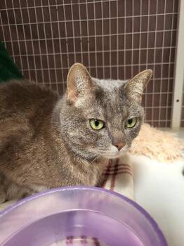 Chico -  Domestic Short Hair Cat for Adoption in Diamond Springs, California - Chico | PetCurious