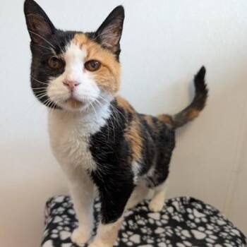Callie -  Domestic Short Hair Cat for Adoption in Rochester, Minnesota - Callie | PetCurious