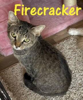 Firecracker -  Domestic Short Hair Cat for Adoption in Bloomington, Illinois - Firecracker | PetCurious