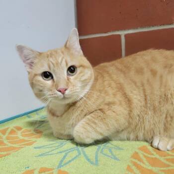 Domestic Short Hair Cats Available for Adoption in Cabot, Arkansas - Micky | PetCurious