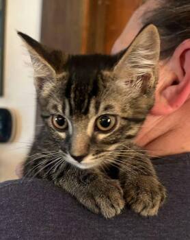 Ernie Napa -  Tabby Cat for Adoption in Napa, California - Ernie Napa | PetCurious