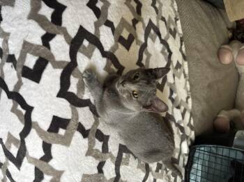 Domestic Short Hair Cats Available for Adoption in Bethel Park, Pennsylvania - Snow Cap | PetCurious