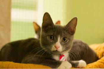 Jefferson -  Domestic Short Hair Cat for Adoption in Hot Springs, Arkansas - Jefferson | PetCurious