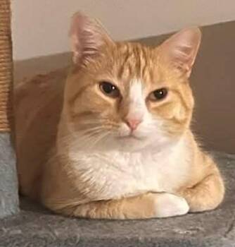 Woody (& Lou) -  Domestic Short Hair Cat for Adoption in Fairfax, Virginia - Woody (& Lou) | PetCurious