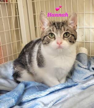 Domestic Short Hair Cats Available for Adoption - Hannah | PetCurious