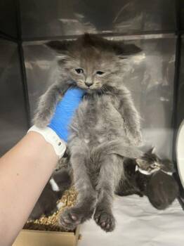 *ASH -  Domestic Medium Hair Cat for Adoption in Woodland, California - *ASH | PetCurious
