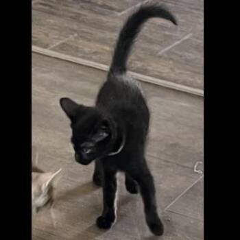 Domestic Short Hair Cats Available for Adoption in Prescott, Arizona - Lizzie | PetCurious