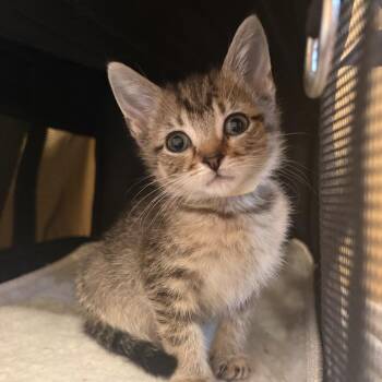 Domestic Short Hair Cats Available for Adoption in Madison, Wisconsin - Chiquita | PetCurious