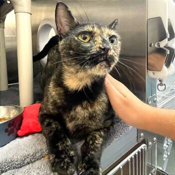 Trinket -  Domestic Short Hair Cat for Adoption in Philadelphia, Pennsylvania - Trinket | PetCurious