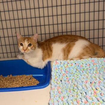 Fizzy -  Domestic Short Hair Cat for Adoption in Columbiana, Alabama - Fizzy | PetCurious