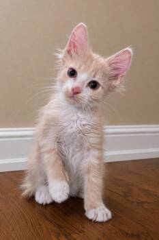 Rune -Preadoption ONLY -  Domestic Medium Hair Cat for Adoption in Chilliwack, British Columbia - Rune -Preadoption ONLY | PetCurious