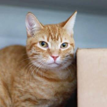 Domestic Short Hair Cats Available for Adoption - Blaze | PetCurious