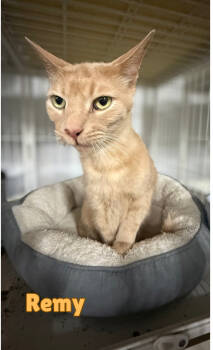 Rescue Domestic Short Hair and Tabby Cats for Adoption in Traverse City, Michigan - Remy | PetCurious