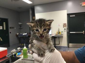 Domestic Short Hair Cats Available for Adoption in Thousand Palms, California - A1906714 | PetCurious