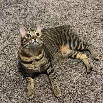Maxine (bob tail) -  Tiger Cat for Adoption in West Lafayette, Indiana - Maxine (bob Tail) | PetCurious