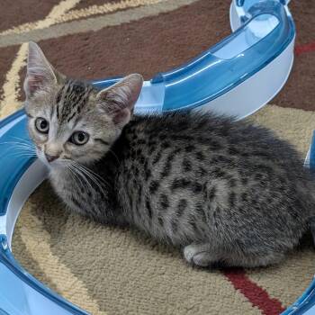 Augustus -  Tabby and Domestic Short Hair Cat for Adoption in East Amherst, New York - Augustus | PetCurious