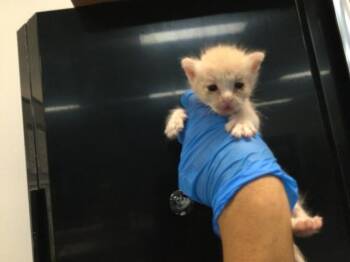 A1933610 -  Domestic Short Hair Cat for Adoption in Thousand Palms, California - A1933610 | PetCurious