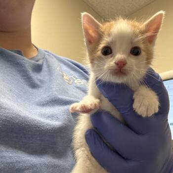 David -  Domestic Short Hair Cat for Adoption in Tulsa, Oklahoma - David | PetCurious