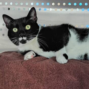 Sylvester -  Domestic Short Hair Cat for Adoption in Hyde Park, New York - Sylvester | PetCurious
