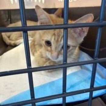 Marmalade -  Domestic Short Hair Cat for Adoption in West Palm Beach, Florida - Marmalade | PetCurious