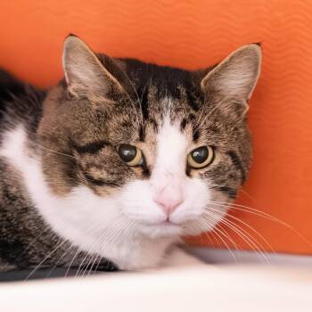 Rescue Tabby and Domestic Short Hair Cats for Adoption in Briarcliff Manor, New York - Hamilton | PetCurious