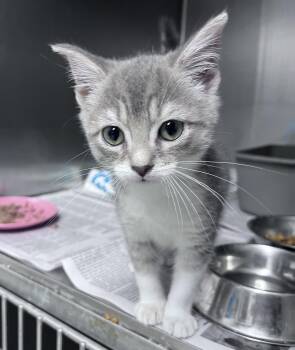 Dora -  Domestic Short Hair Cat for Adoption in Youngstown, Ohio - Dora | PetCurious